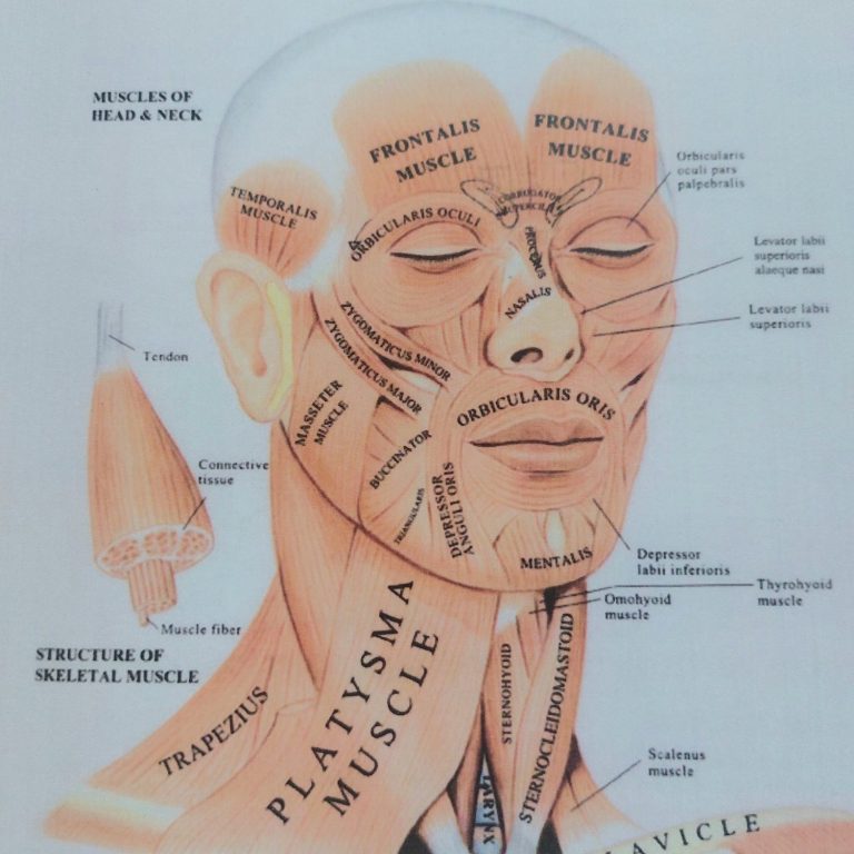 Anatomie du visage